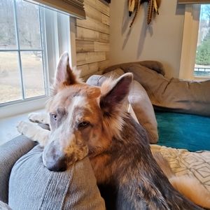 Meet your Posher, Heidi sue